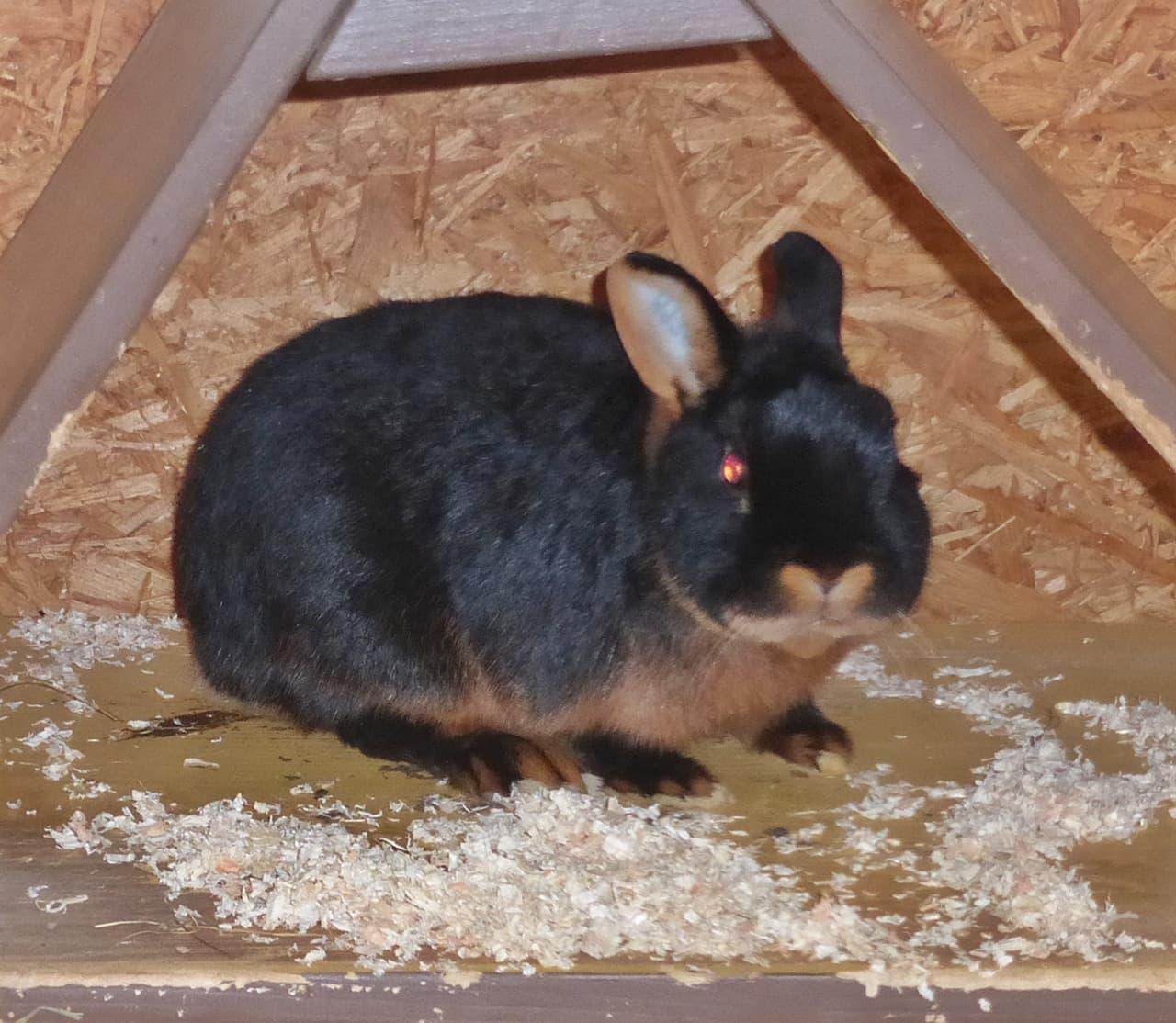 Foto von kleiner schüchterner Idefix