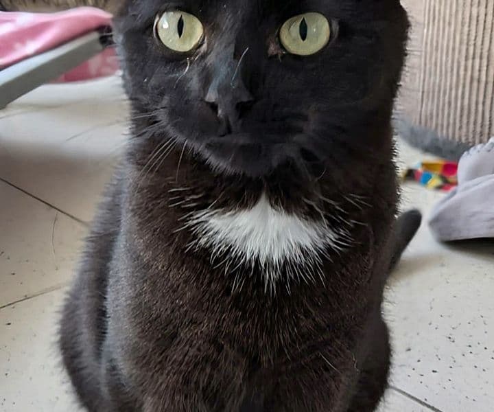 Foto von Zuckerschnecke Ilvy