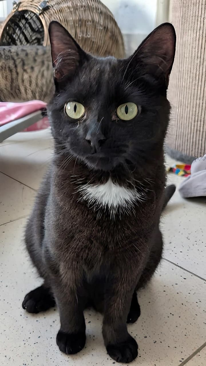 Foto von Zuckerschnecke Ilvy