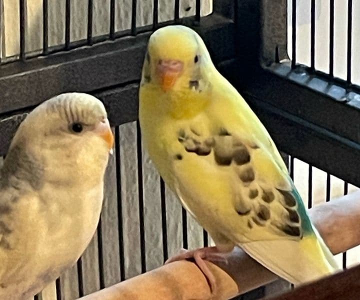 Foto von bezauberndes Welli-Pärchen Inola und Yakari
