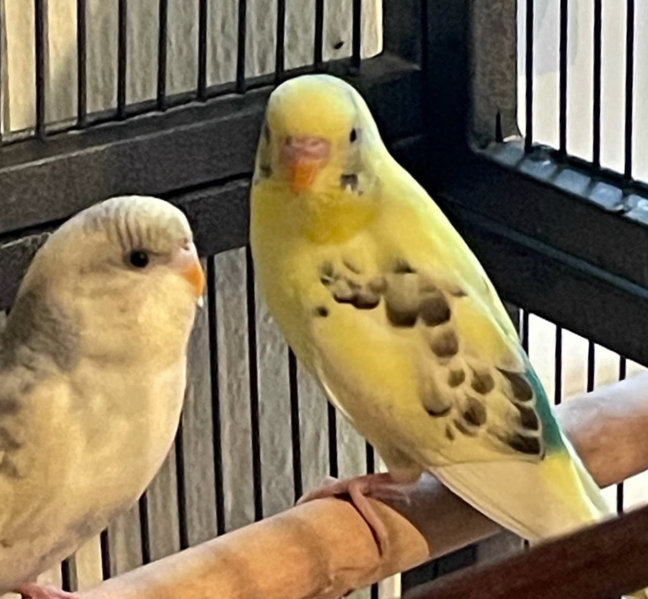 Foto von bezauberndes Welli-Pärchen Inola und Yakari