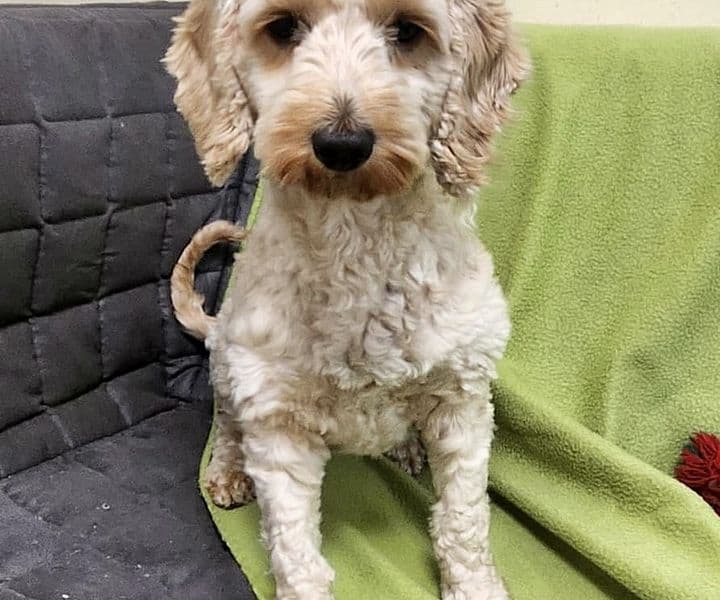 Foto von liebe Angsthündin Ivy