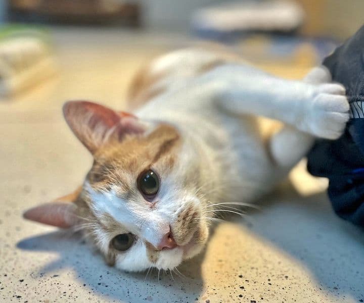 Foto von Familienkater Jace
