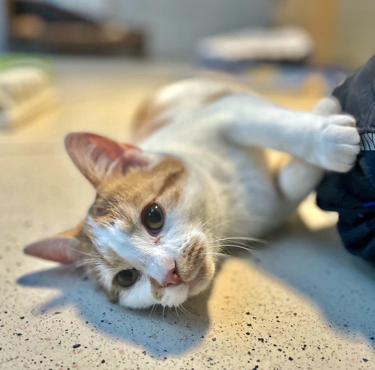 Foto von Familienkater Jace
