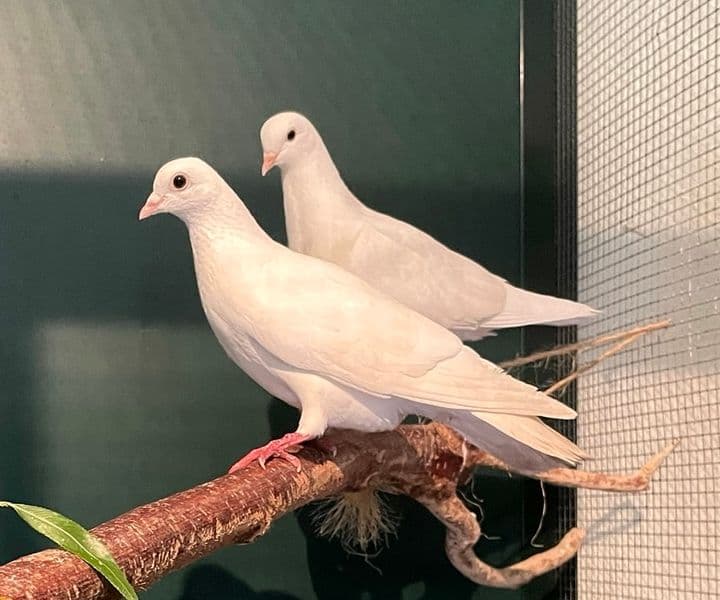 Foto von wunderschöne Ziertauben Jade und Jewel