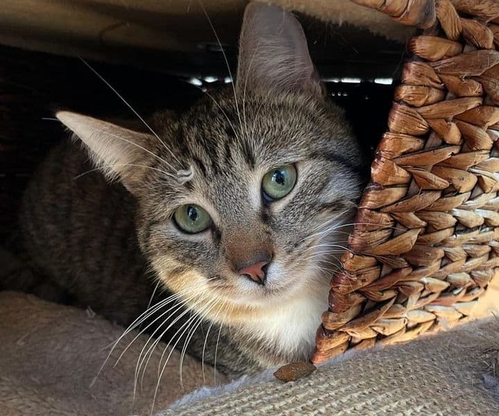 Foto von Tigerkater Jake sucht seine Familie