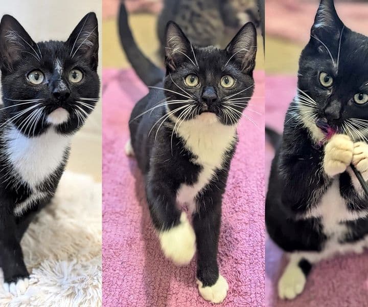 Foto von Janis, Fiete und Sara, Kitten von Grace (Sara und Fiete sind vermittelt)