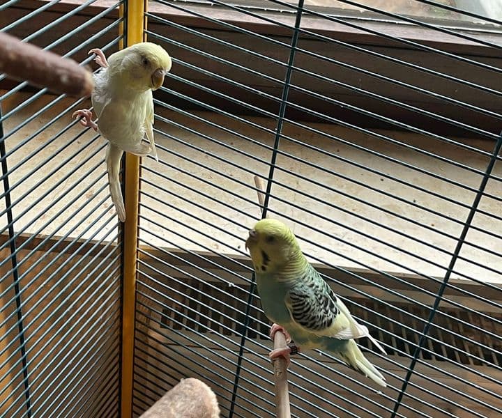 Foto von Jen und Fly, unsere Welli-Damen