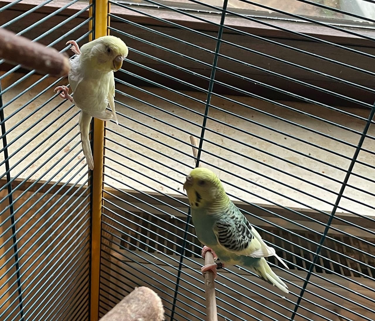 Foto von Jen und Fly, unsere Welli-Damen