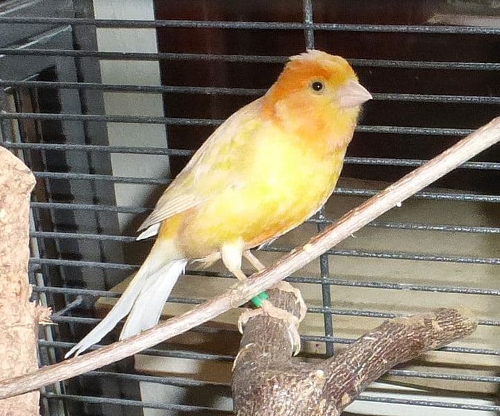 Foto von Kanariendame Jewel (gerne mit Tiago)