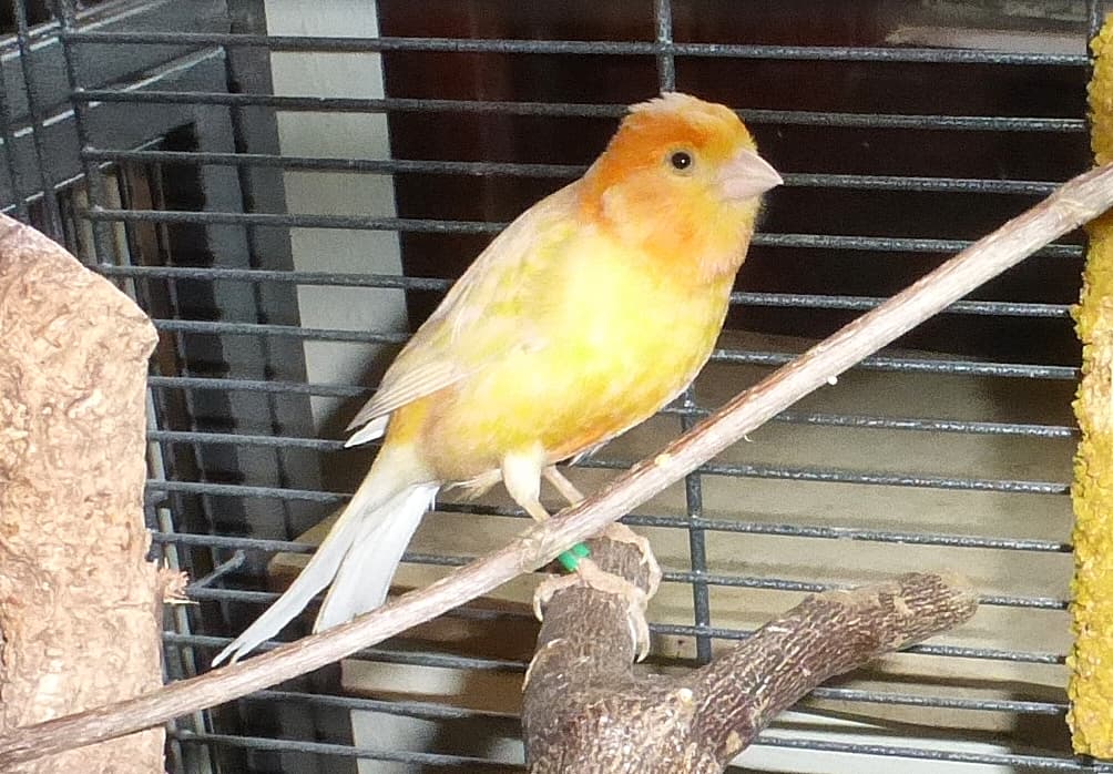 Foto von Kanariendame Jewel (gerne mit Tiago)