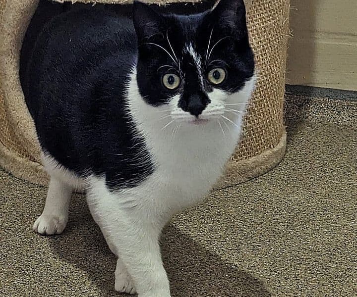 Foto von die junge Jingel braucht viel Verständnis (feline Coronavirus-Trägerin)