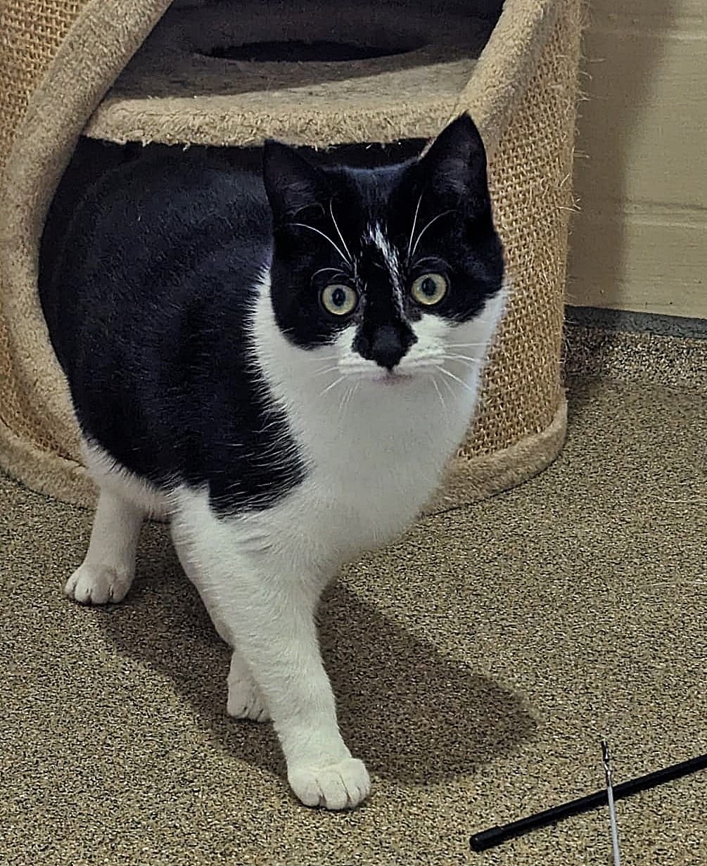 Foto von die junge Jingel braucht viel Verständnis (feline Coronavirus-Trägerin)