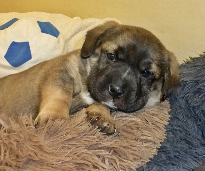 Foto von Joko, Püppis Sohn