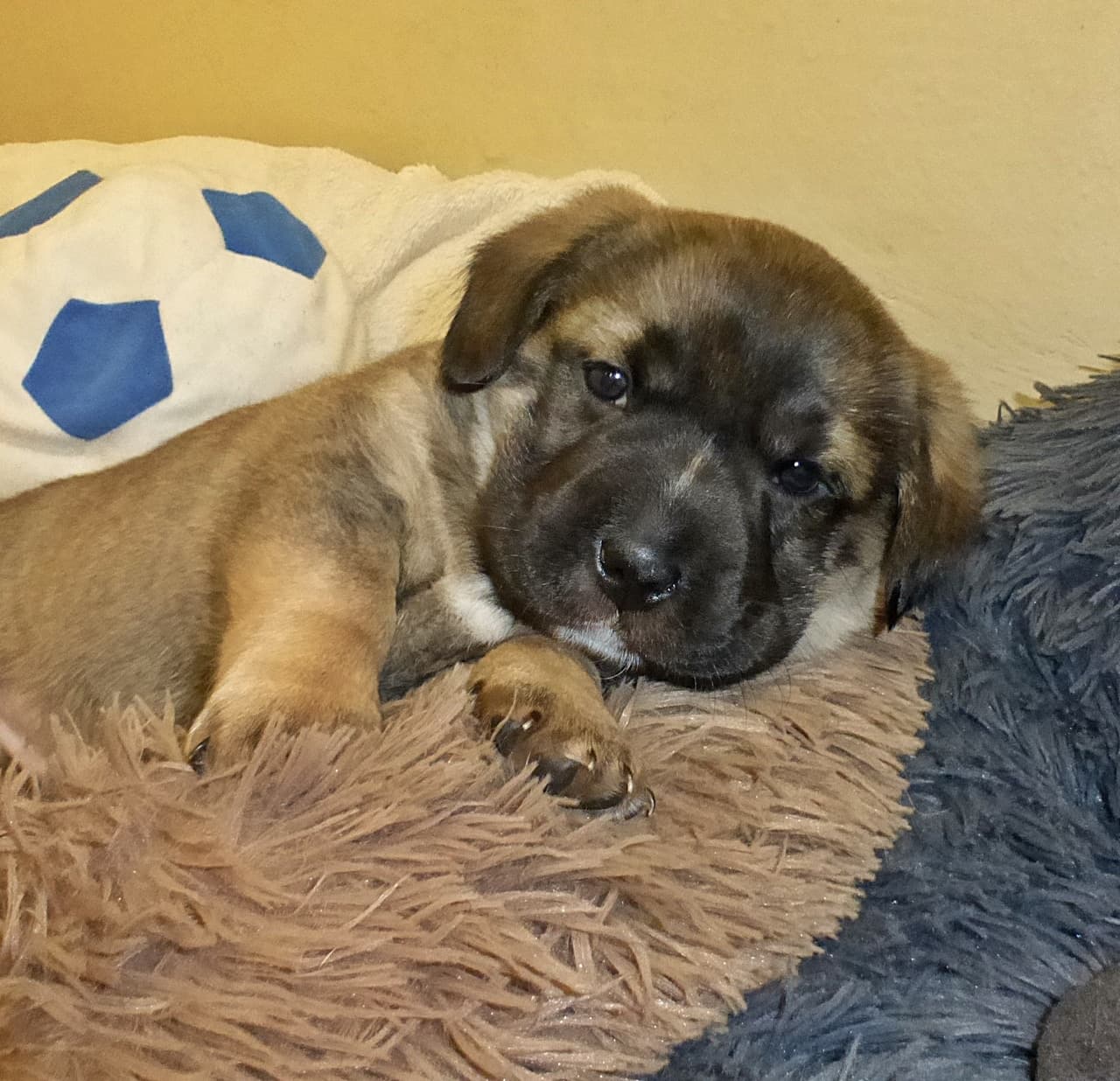 Foto von Joko, Püppis Sohn