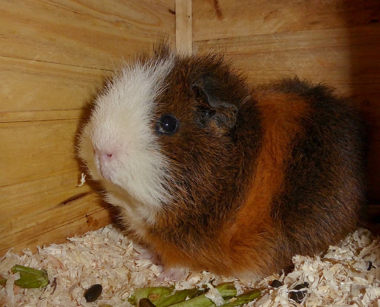 Foto von Josef
