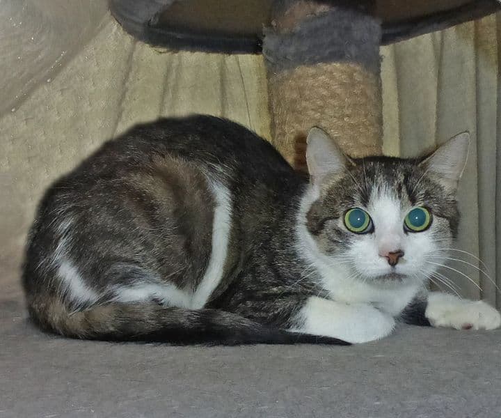 Foto von schöne scheue Judy