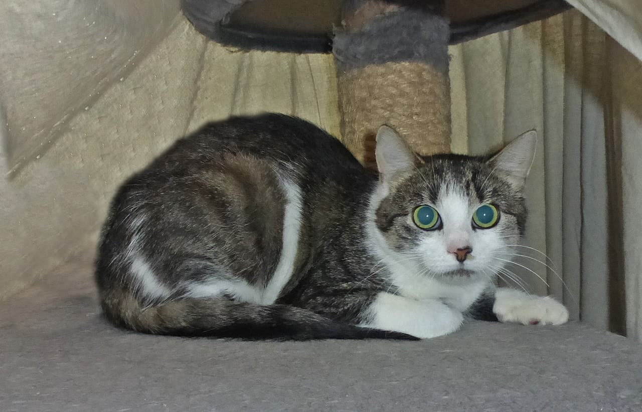 Foto von schöne scheue Judy