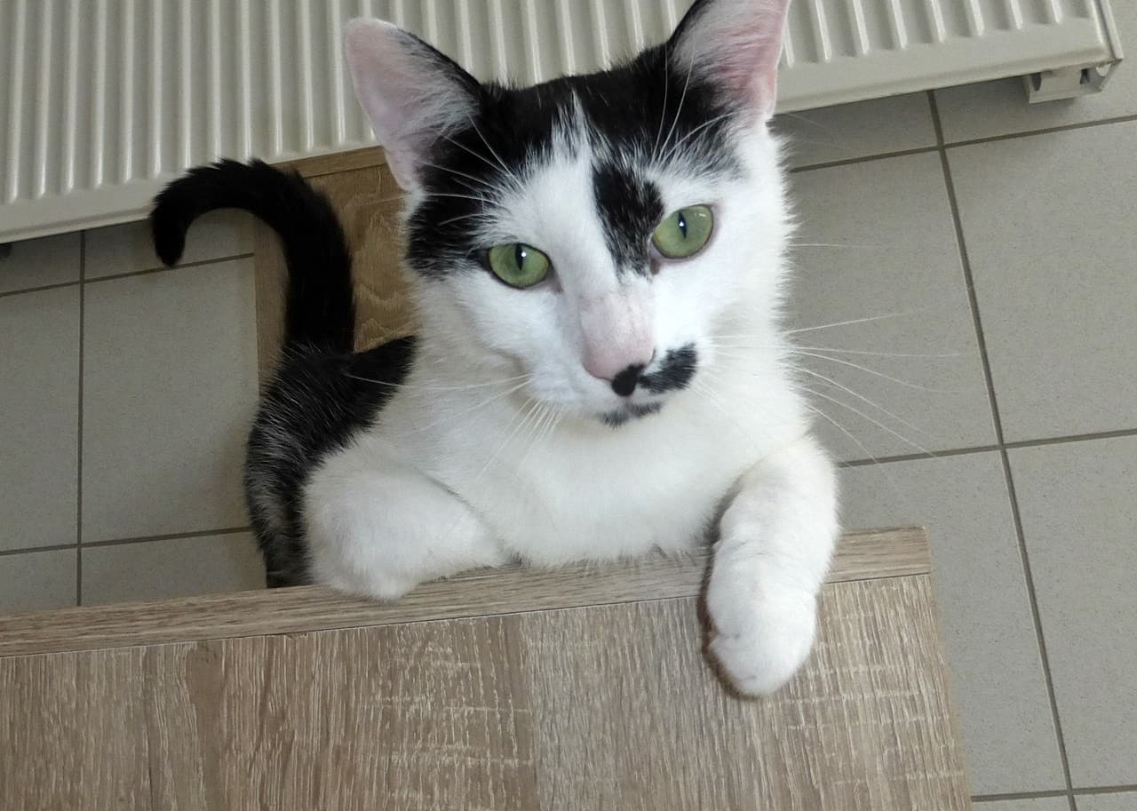 Foto von lieber verschmuster Julius