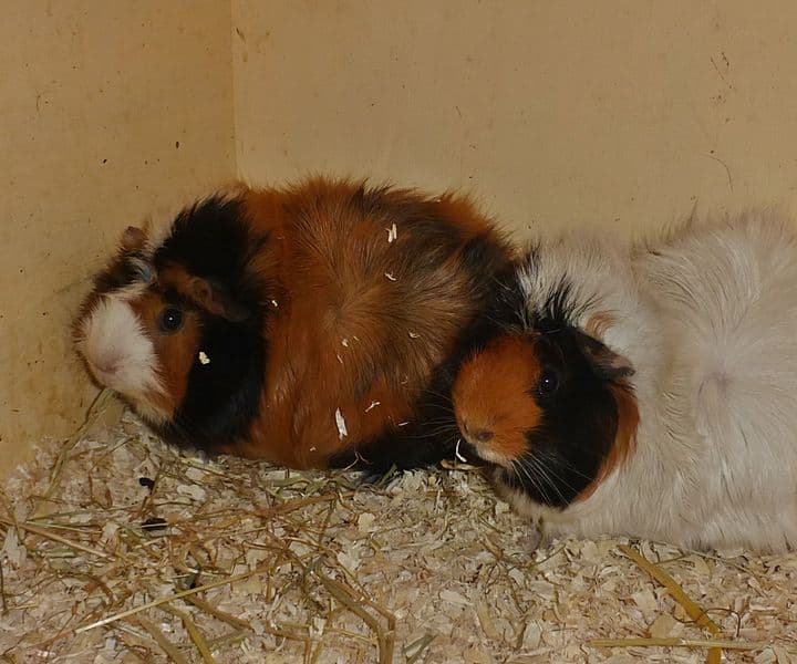 Foto von Meeri-Pärchen June und May