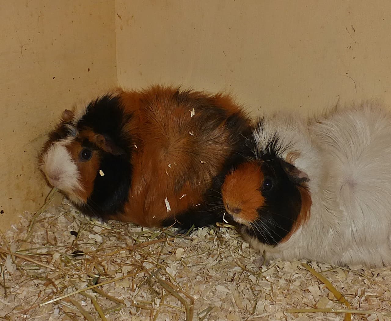 Foto von Meeri-Pärchen June und May