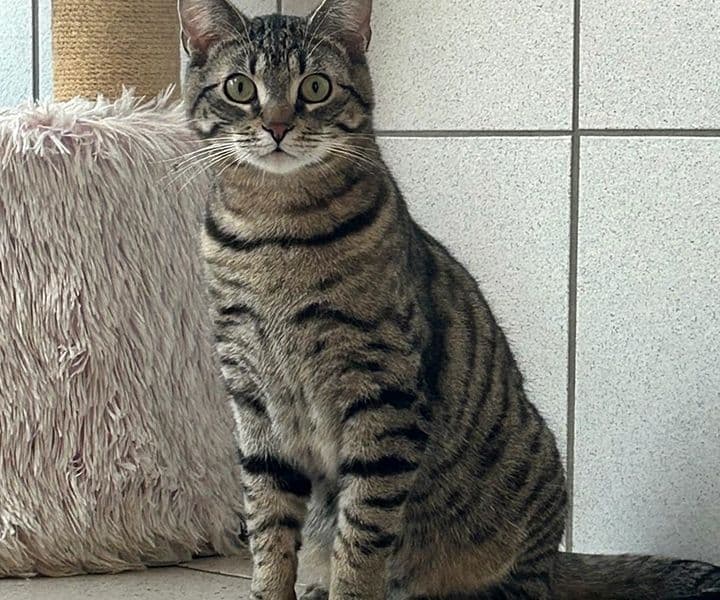 Foto von Tigerkater Juri ist noch sehr ängstlich