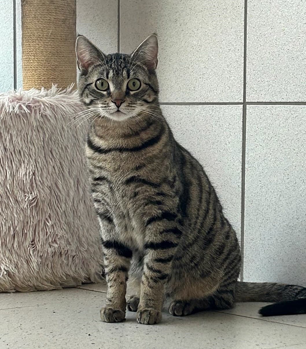 Foto von Tigerkater Juri ist noch sehr ängstlich