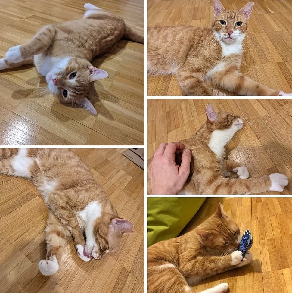Khan ist endlich glücklich
