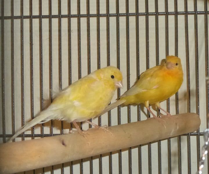 Foto von gelb-orangenes Kanarienpärchen