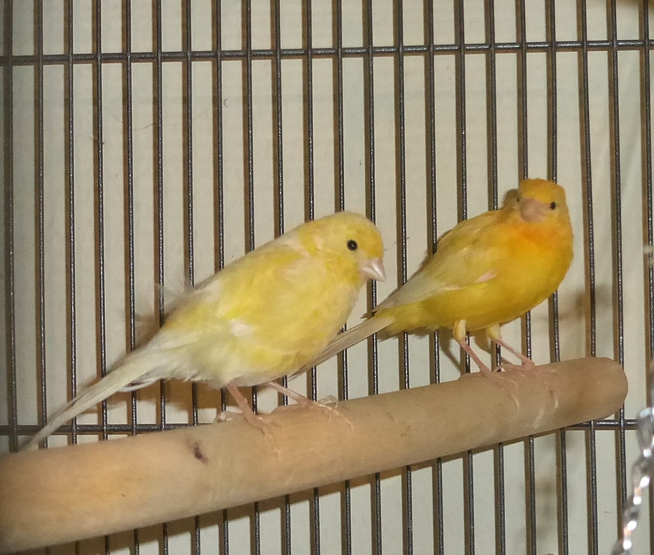 Foto von gelb-orangenes Kanarienpärchen