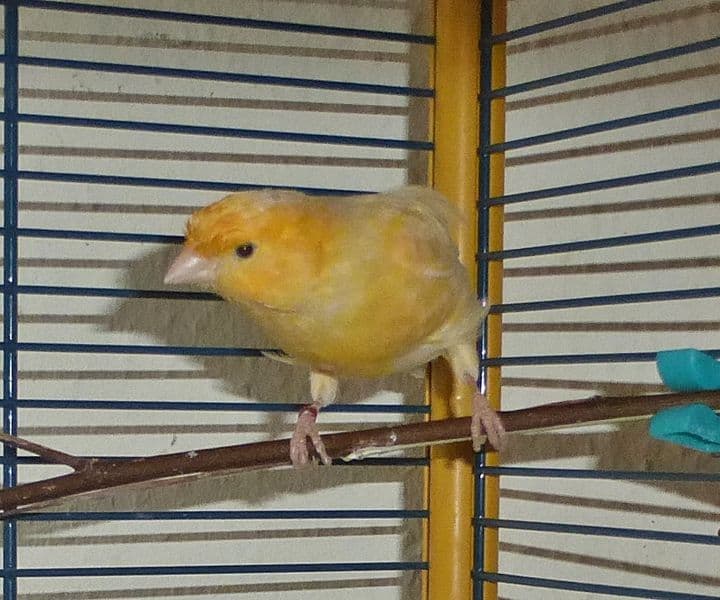Foto von Kanarienvogel-Hahn