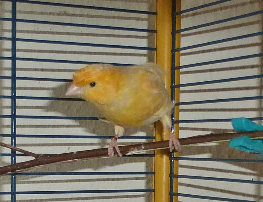 Foto von Kanarienvogel-Hahn