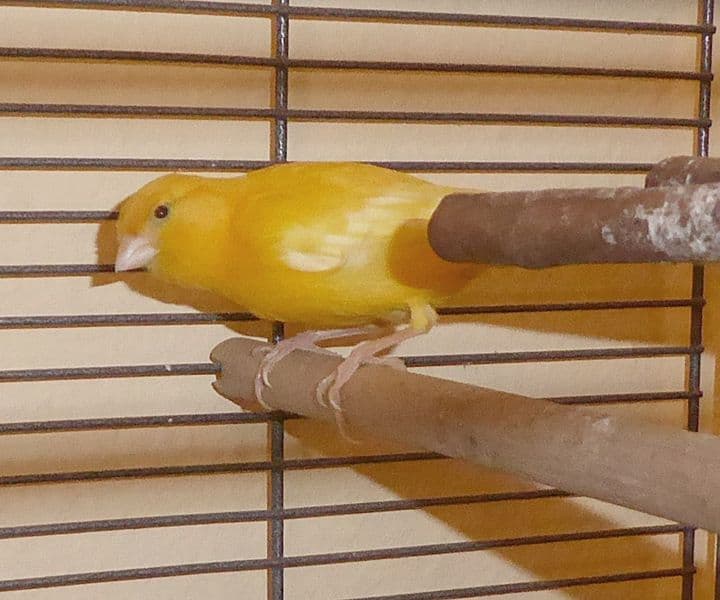 Foto von Zwei farbenfrohe Kanarienweibchen