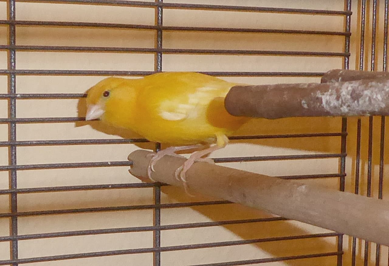 Foto von Zwei farbenfrohe Kanarienweibchen