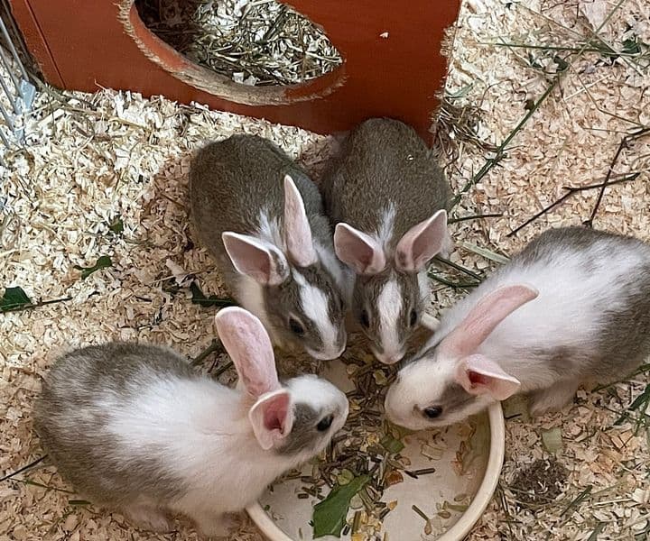 Foto von 4 süße Kaninchenmädchen