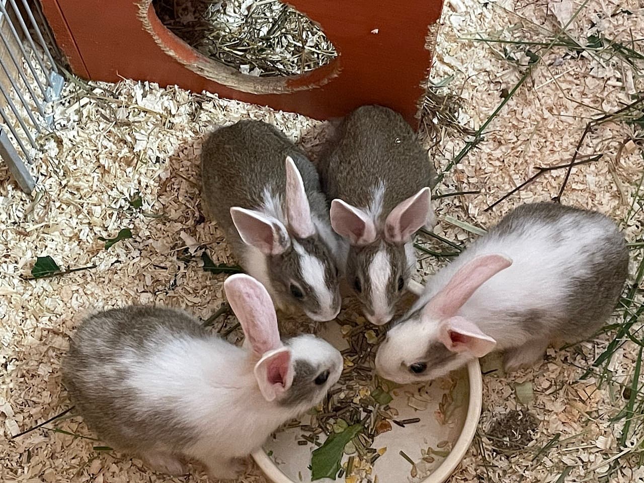 Foto von 4 süße Kaninchenmädchen