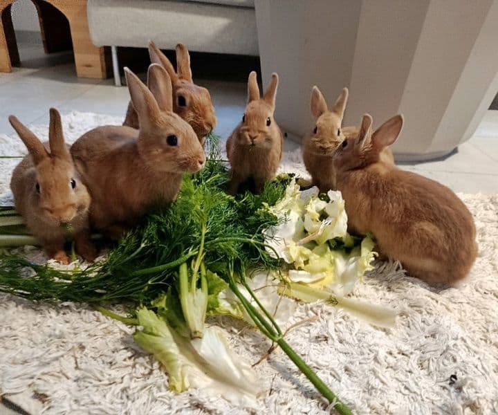 Foto von fünf Flauschis suchen ein Zuhause