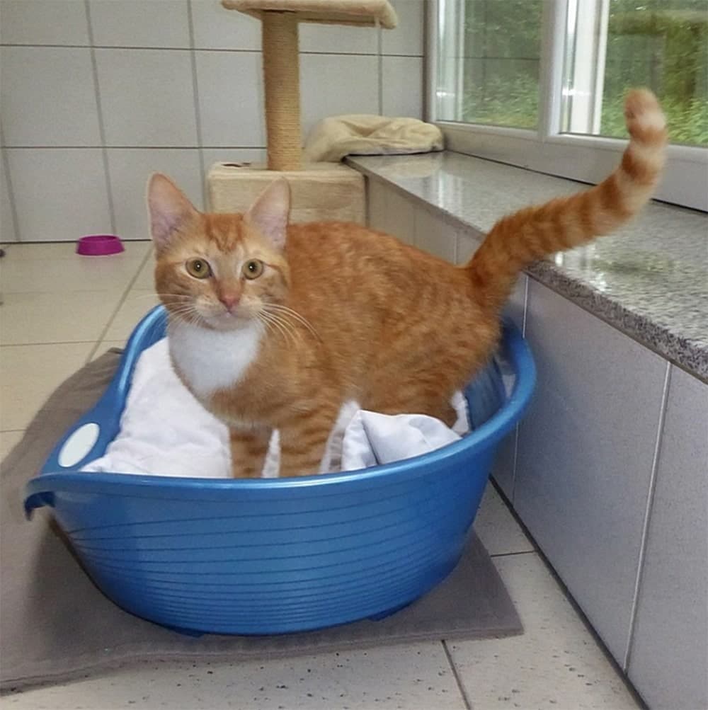 Foto von Kappa