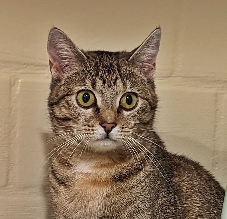 Foto von verschmustes Tigermädchen Kara