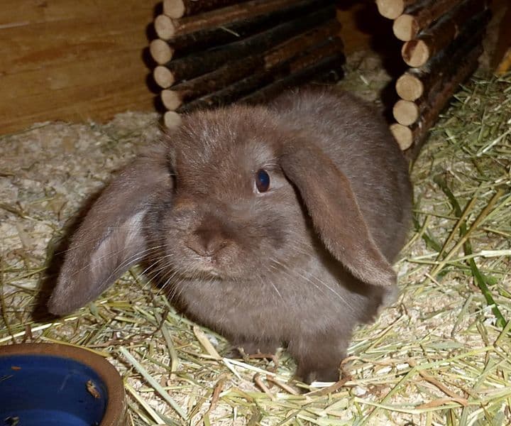 Foto von kleine junge Karla
