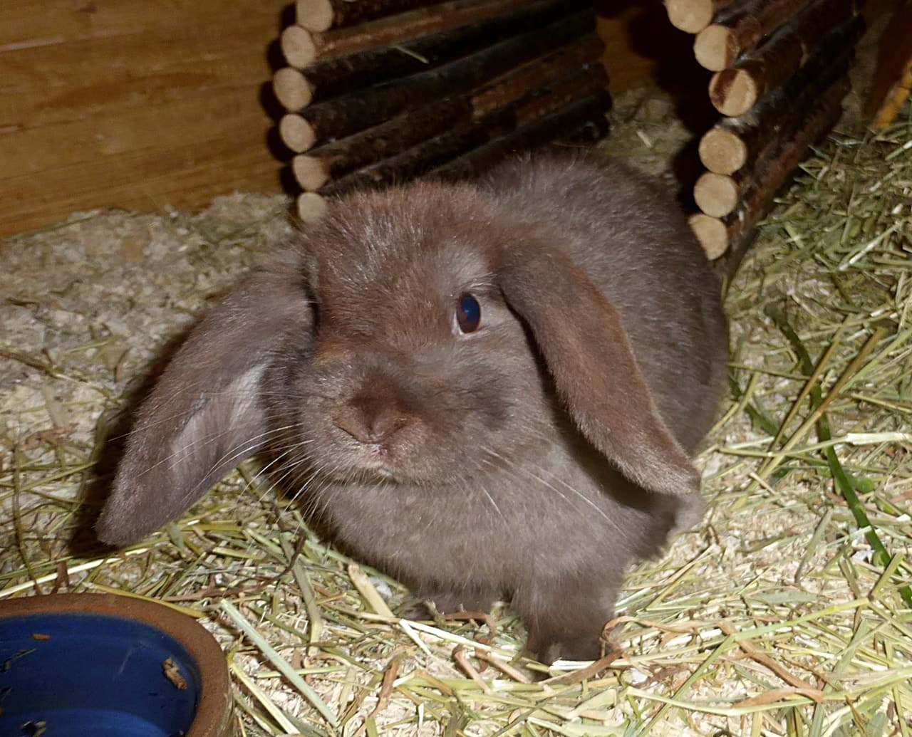 Foto von kleine junge Karla