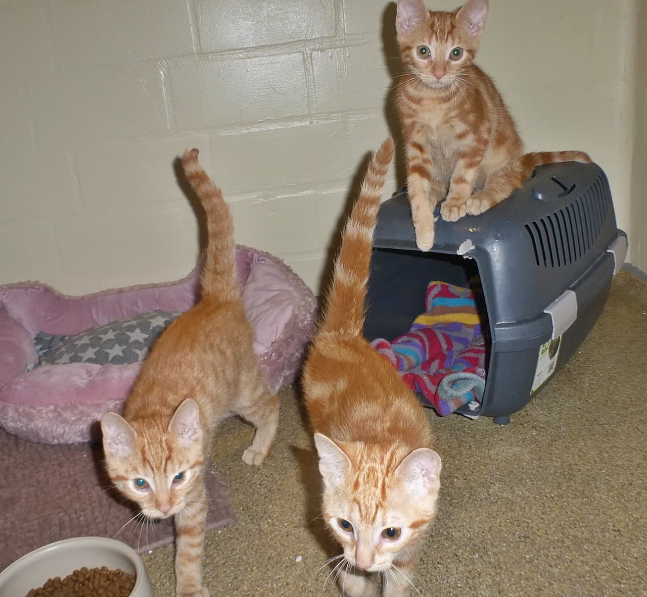 Foto von Kaspa, Melchior und Baltasar, tolles Trio