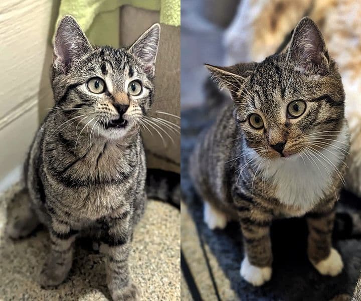 Foto von Kathi und Stöpsel, Kitten von Grace