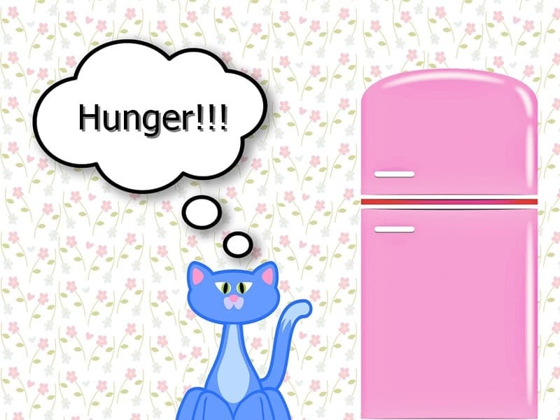 Unsere Katzen haben Hunger...