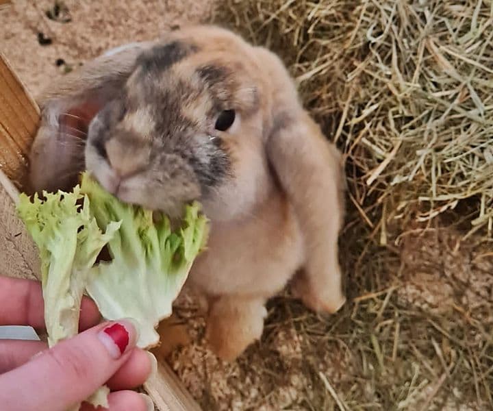 Foto von Flauschige Keira