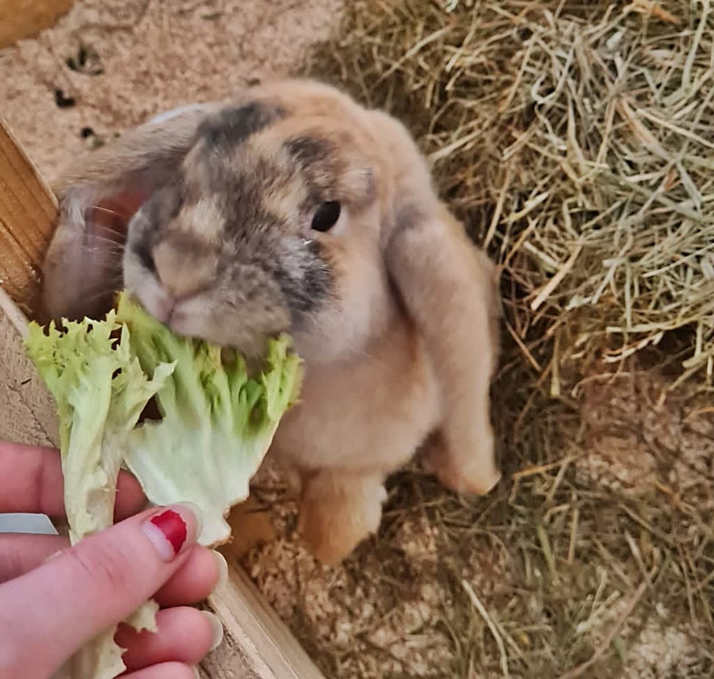 Foto von Flauschige Keira