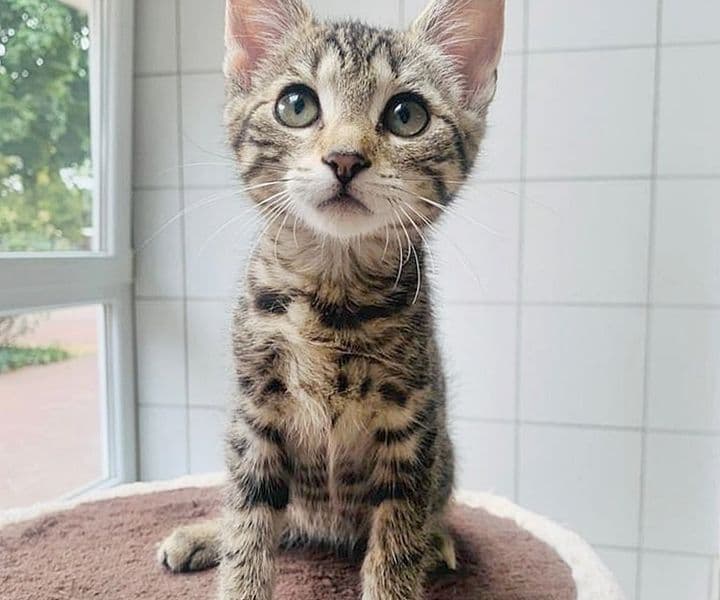 Foto von liebes Katzenkind Keks