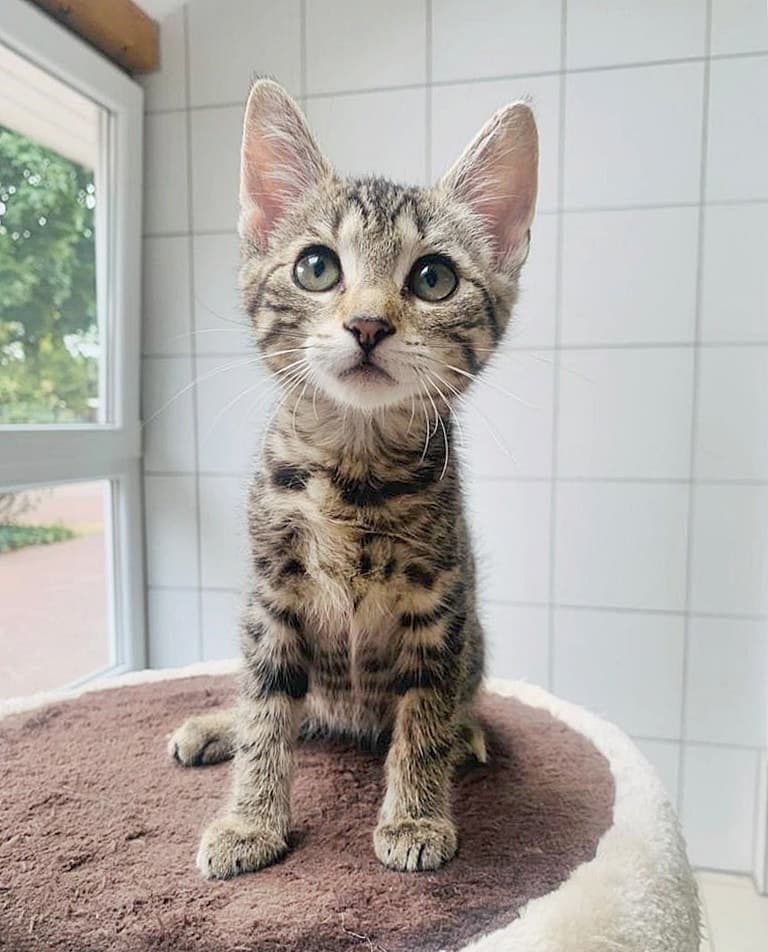 Foto von liebes Katzenkind Keks