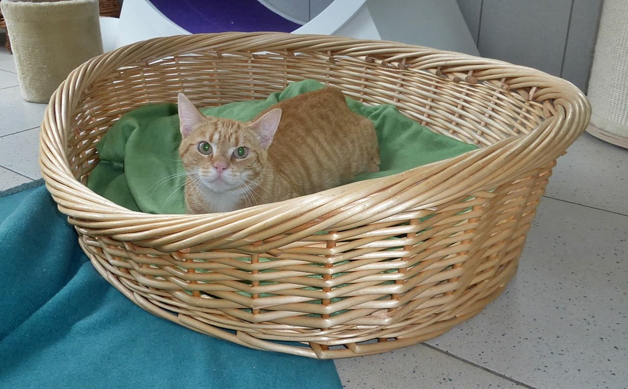 Foto von süßer Rottiger Keno