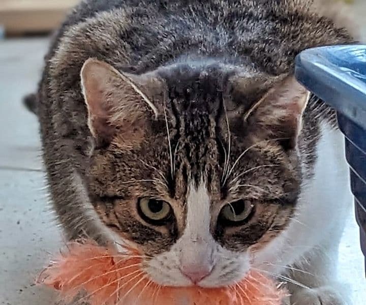 Foto von der junge verspielte King möchte ankommen